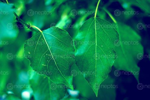 Find  the Image green,leaves,rainy,season  and other Royalty Free Stock Images of Nepal in the Neptos collection.
