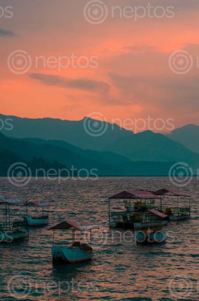 Find  the Image golden,hour,fewa,lake,pokhara  and other Royalty Free Stock Images of Nepal in the Neptos collection.