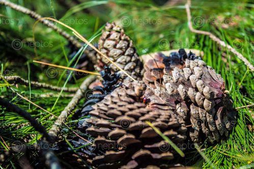 Find  the Image half,burnt,cone,pines,captured,cold,saturday,morning  and other Royalty Free Stock Images of Nepal in the Neptos collection.