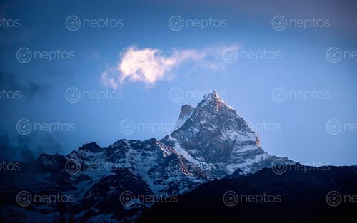 Find  the Image shining,mount,fishtail,photo,siding,nepal  and other Royalty Free Stock Images of Nepal in the Neptos collection.