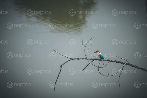 Find  the Image blue,feathered,bird,sitting,branch,tree  and other Royalty Free Stock Images of Nepal in the Neptos collection.