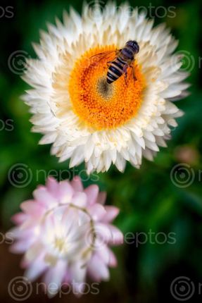 Find  the Image bee,flower,fine,spring,afternoon  and other Royalty Free Stock Images of Nepal in the Neptos collection.