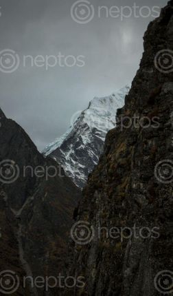 Find  the Image shy,mountain,trekking,route,kyanjin,ri  and other Royalty Free Stock Images of Nepal in the Neptos collection.