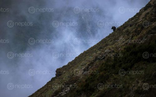 Find  the Image wildlife,yak,vertical,mountain,gorkha,nepal  and other Royalty Free Stock Images of Nepal in the Neptos collection.
