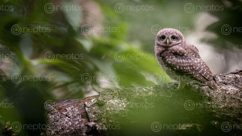 Find  the Image female,spotted,owlet,natural,habitat  and other Royalty Free Stock Images of Nepal in the Neptos collection.