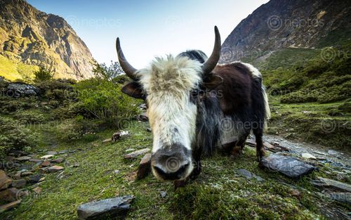 Find  the Image himalayan,wildlife,yak,chekampar,gorkha,nepal  and other Royalty Free Stock Images of Nepal in the Neptos collection.