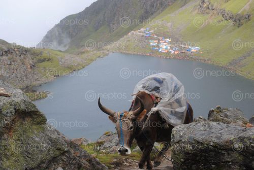 Find  the Image himalayan,cow,gosainkunda  and other Royalty Free Stock Images of Nepal in the Neptos collection.
