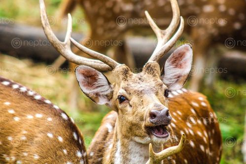 Find  the Image deer,photo  and other Royalty Free Stock Images of Nepal in the Neptos collection.