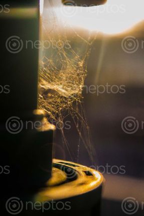 Find  the Image spider,web,formed,water,supply,pipe,rays,sun,passing,time,sunset  and other Royalty Free Stock Images of Nepal in the Neptos collection.