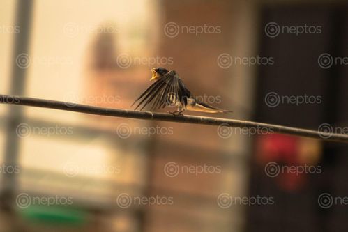 Find  the Image sparrow,taking,wire,sad,numbers,decreasing,day  and other Royalty Free Stock Images of Nepal in the Neptos collection.