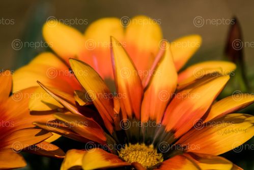 Find  the Image thousand,species,flower,found,godawari,botanical,garden  and other Royalty Free Stock Images of Nepal in the Neptos collection.