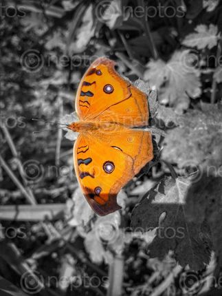 Find  the Image butterflies,adult,flying,stage,insects,belonging,order,group,called,lepidoptera  and other Royalty Free Stock Images of Nepal in the Neptos collection.