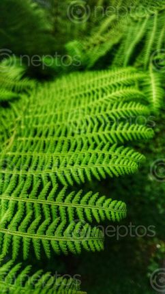 Find  the Image fern,member,group,vascular,plants,reproduce,spores,seeds,flowers  and other Royalty Free Stock Images of Nepal in the Neptos collection.