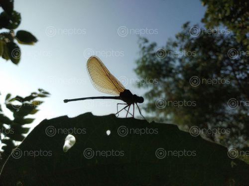 Find  the Image dragonfly,flying,insects,order,odonata,species,adult,dragonflies,characterized,large,multifaceted,eyes,pairs,strong,transparent,wings,coloured,patches,elongated,body  and other Royalty Free Stock Images of Nepal in the Neptos collection.