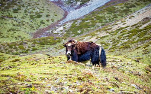 Find  the Image wildlife,animal,yak,mountain,gorkha,nepal  and other Royalty Free Stock Images of Nepal in the Neptos collection.