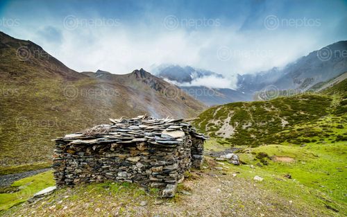 Find  the Image himalayas,yak,farm,house,cheseong,lake,chum,valley,gorkha,nepal  and other Royalty Free Stock Images of Nepal in the Neptos collection.