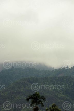 Find  the Image hills,tress,cold,wind  and other Royalty Free Stock Images of Nepal in the Neptos collection.