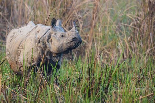Find  the Image article,greater,one-horned,rhinoceros,great,indian,lesser,extinct,subspecies,javan  and other Royalty Free Stock Images of Nepal in the Neptos collection.