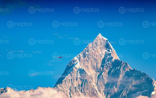 Find  the Image mount,fishtail,mountain,aircraft,pokhara,nepal  and other Royalty Free Stock Images of Nepal in the Neptos collection.