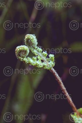 Find  the Image macro,shot,fern  and other Royalty Free Stock Images of Nepal in the Neptos collection.