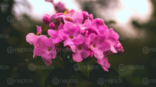 Find  the Image flower,dew,drops  and other Royalty Free Stock Images of Nepal in the Neptos collection.