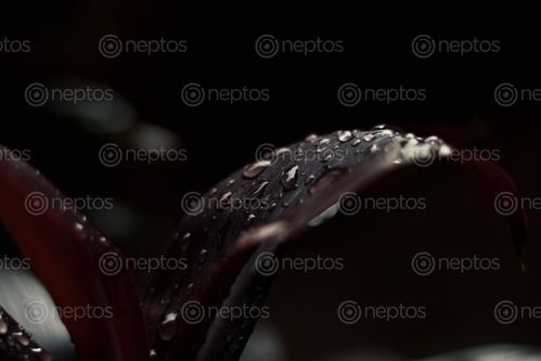 Find  the Image water,drops,leaf,black,background  and other Royalty Free Stock Images of Nepal in the Neptos collection.