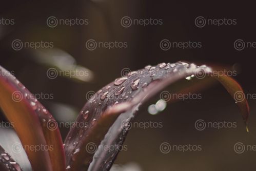 Find  the Image monsoon,season,rain,drops,leaf  and other Royalty Free Stock Images of Nepal in the Neptos collection.