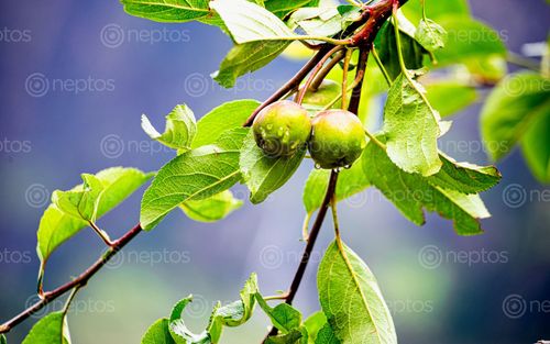 Find  the Image growing,apple,fruit,monsoon,season,gorkha,nepal  and other Royalty Free Stock Images of Nepal in the Neptos collection.
