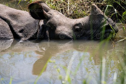 Find  the Image horned,rhinoceros,bathing,summer,day  and other Royalty Free Stock Images of Nepal in the Neptos collection.