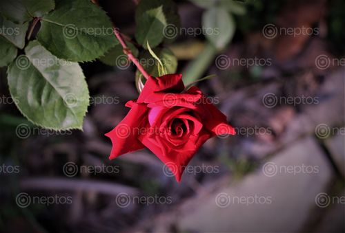 Find  the Image beautiful,pictures,rose,flowers  and other Royalty Free Stock Images of Nepal in the Neptos collection.