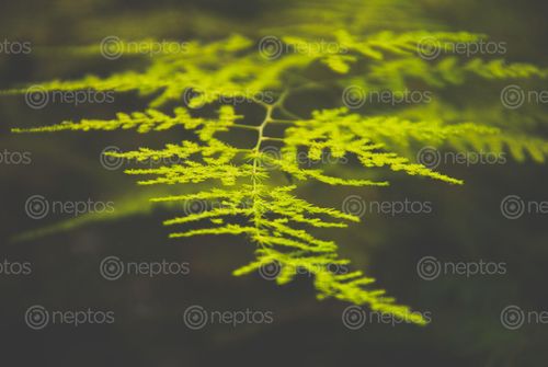 Find  the Image leaf,beautiful,patterns,special,pretty,good  and other Royalty Free Stock Images of Nepal in the Neptos collection.