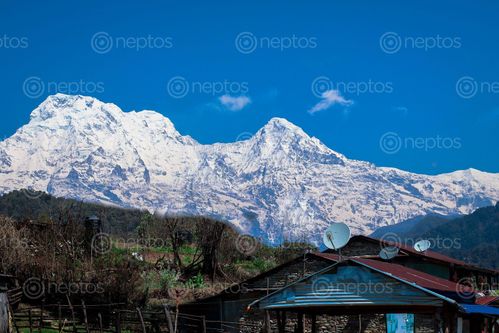 Find  the Image annapurna,trekking,circuit  and other Royalty Free Stock Images of Nepal in the Neptos collection.