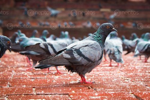 Find  the Image pigeon,shot,basantapur  and other Royalty Free Stock Images of Nepal in the Neptos collection.