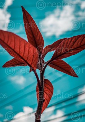 Find  the Image closeup,photo,flower  and other Royalty Free Stock Images of Nepal in the Neptos collection.