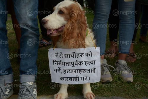 Find  the Image dog,placard,hung,neck,attends,protest,animal,rights,maitighar,mandala,kathmandu,nepal  and other Royalty Free Stock Images of Nepal in the Neptos collection.
