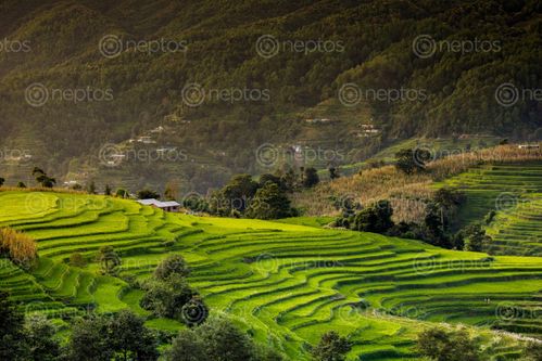 Find  the Image terrace,farming,nepal  and other Royalty Free Stock Images of Nepal in the Neptos collection.