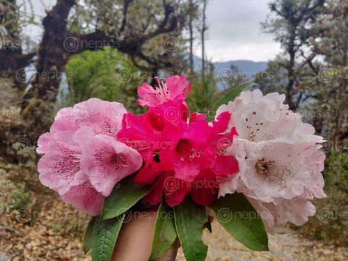 Find  the Image varaints,rhododendron  and other Royalty Free Stock Images of Nepal in the Neptos collection.