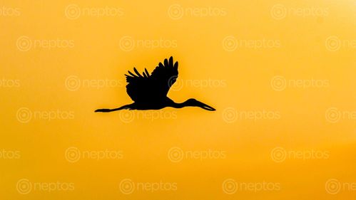 Find  the Image asian,openbill,sunset  and other Royalty Free Stock Images of Nepal in the Neptos collection.