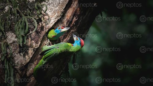 Find  the Image blueablue,throated,barbet  and other Royalty Free Stock Images of Nepal in the Neptos collection.