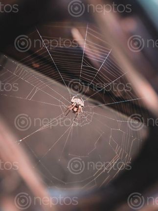 Find  the Image spider,making,web,shot,mobile,macro,lens  and other Royalty Free Stock Images of Nepal in the Neptos collection.