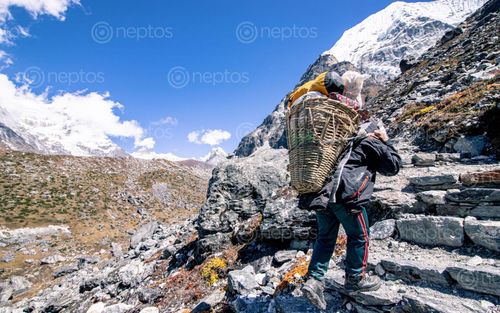 Find  the Image porter,carrying,food,luggage,trekking,tsho,ropla,lake,dolakha,nepal  and other Royalty Free Stock Images of Nepal in the Neptos collection.