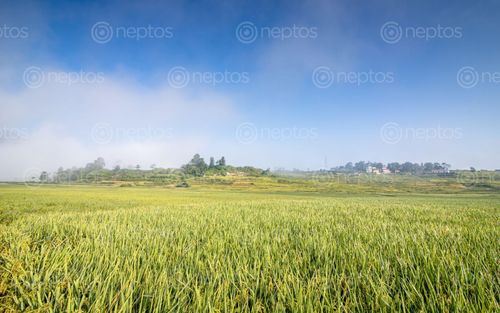 Find  the Image beautiful,paddy,farm,khokana,lalitpur,nepal  and other Royalty Free Stock Images of Nepal in the Neptos collection.
