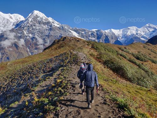 Find  the Image trekking,mardi,himal,trail  and other Royalty Free Stock Images of Nepal in the Neptos collection.