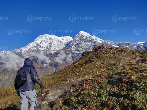 Find  the Image trekking,mardi,himal,trail  and other Royalty Free Stock Images of Nepal in the Neptos collection.