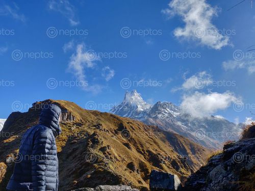 Find  the Image facing,moutains,fishtail,mardi  and other Royalty Free Stock Images of Nepal in the Neptos collection.