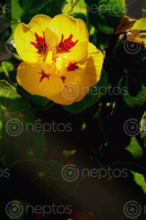 Find  the Image beautiful,yellow,red,mix,flower,spring,nature,outdoors,green,leaves,background,macro,soft,focusmagic,colorful,artistic,image,tenderness  and other Royalty Free Stock Images of Nepal in the Neptos collection.