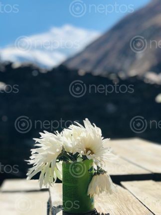Find  the Image picture,beautiful,flower,blurry,mountain,background  and other Royalty Free Stock Images of Nepal in the Neptos collection.