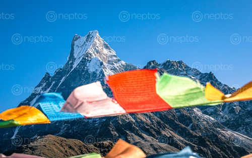 Find  the Image beautiful,view,mount,fishtail,prayer,flag,mardi,trek,nepal  and other Royalty Free Stock Images of Nepal in the Neptos collection.