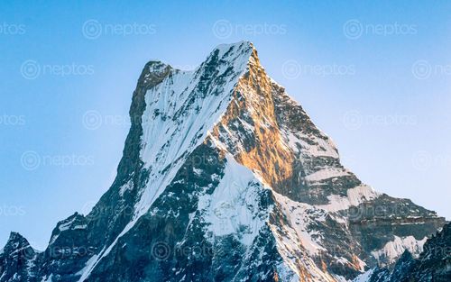 Find  the Image shining,mount,fishtail,mardi,himal,trek,kaski,nepal  and other Royalty Free Stock Images of Nepal in the Neptos collection.
