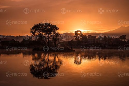 Find  the Image sunlight,precious,gold,found,earth  and other Royalty Free Stock Images of Nepal in the Neptos collection.